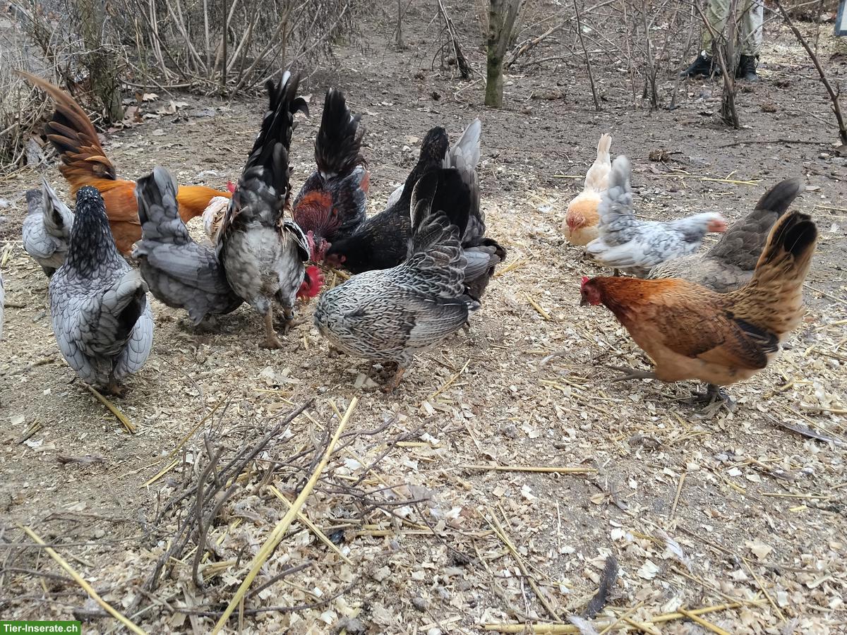 Bild 2: Bruteier von Serama Hühnchen zu verkaufen