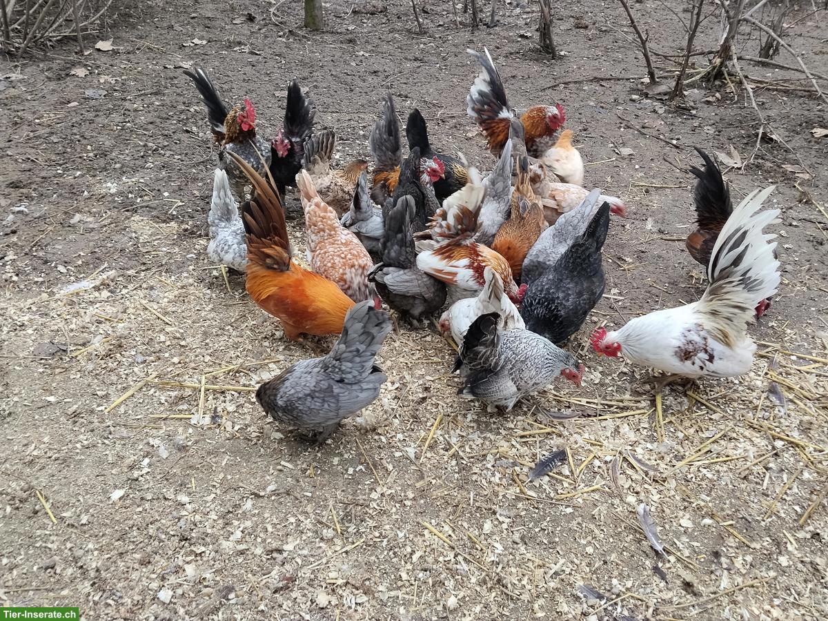 Bild 3: Bruteier von Serama Hühnchen zu verkaufen