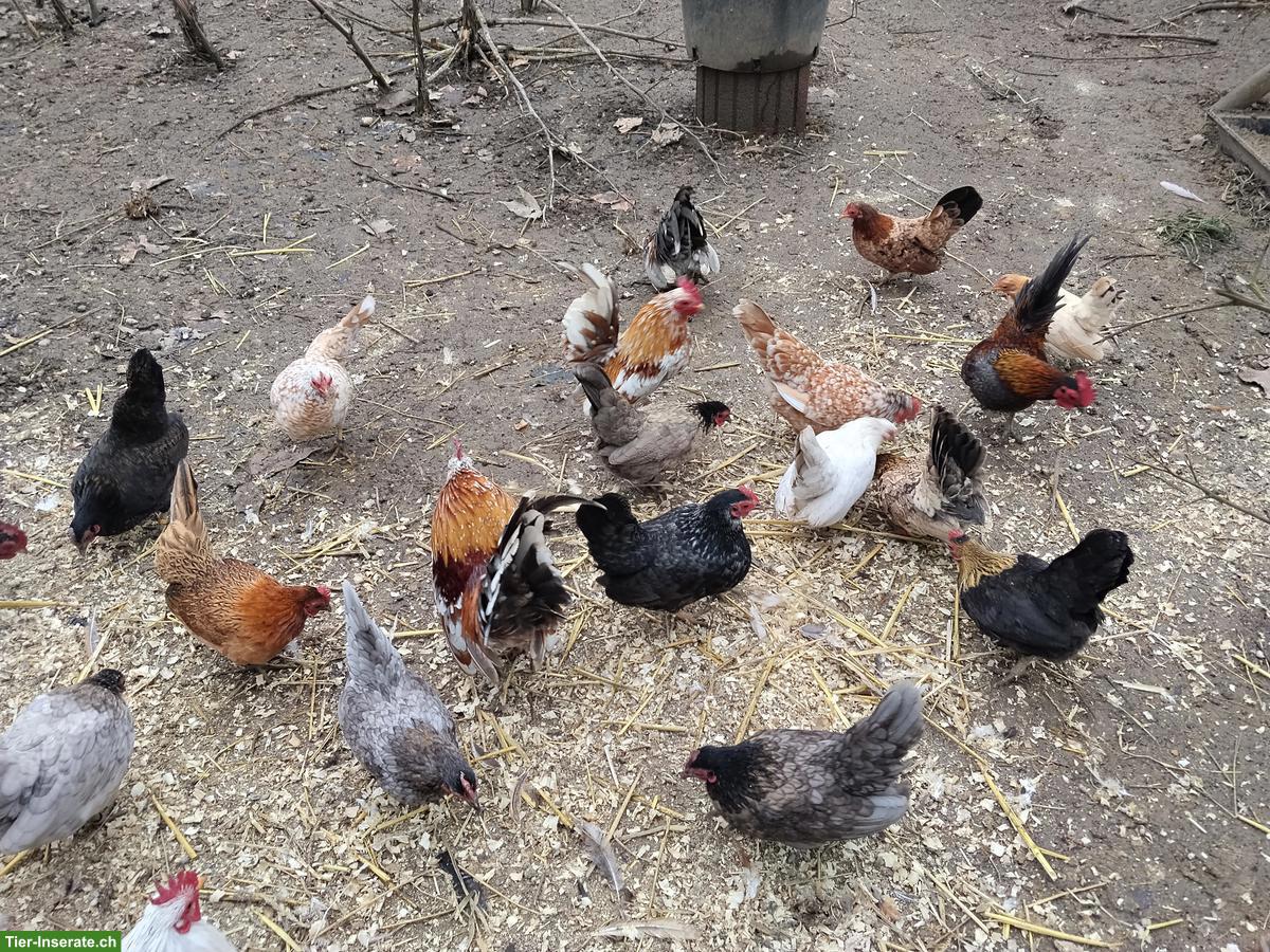 Bild 4: Bruteier von Serama Hühnchen zu verkaufen