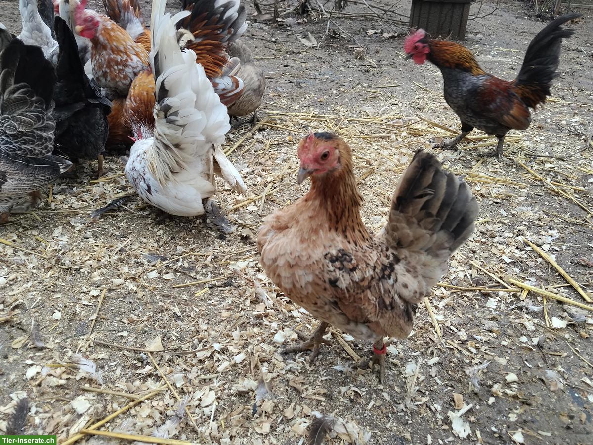 Bild 5: Bruteier von Serama Hühnchen zu verkaufen