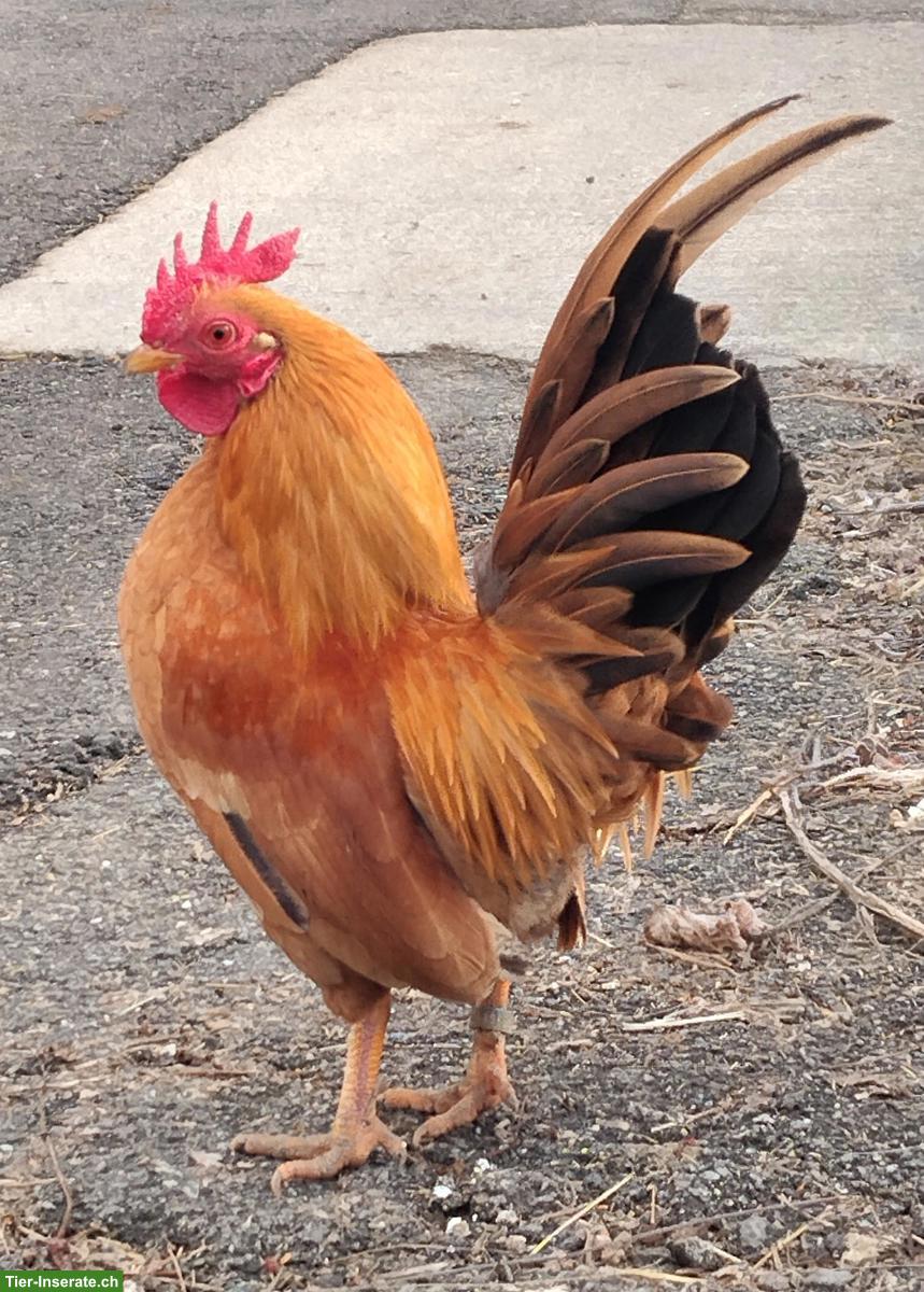 Bild 6: Bruteier von Serama Hühnchen zu verkaufen