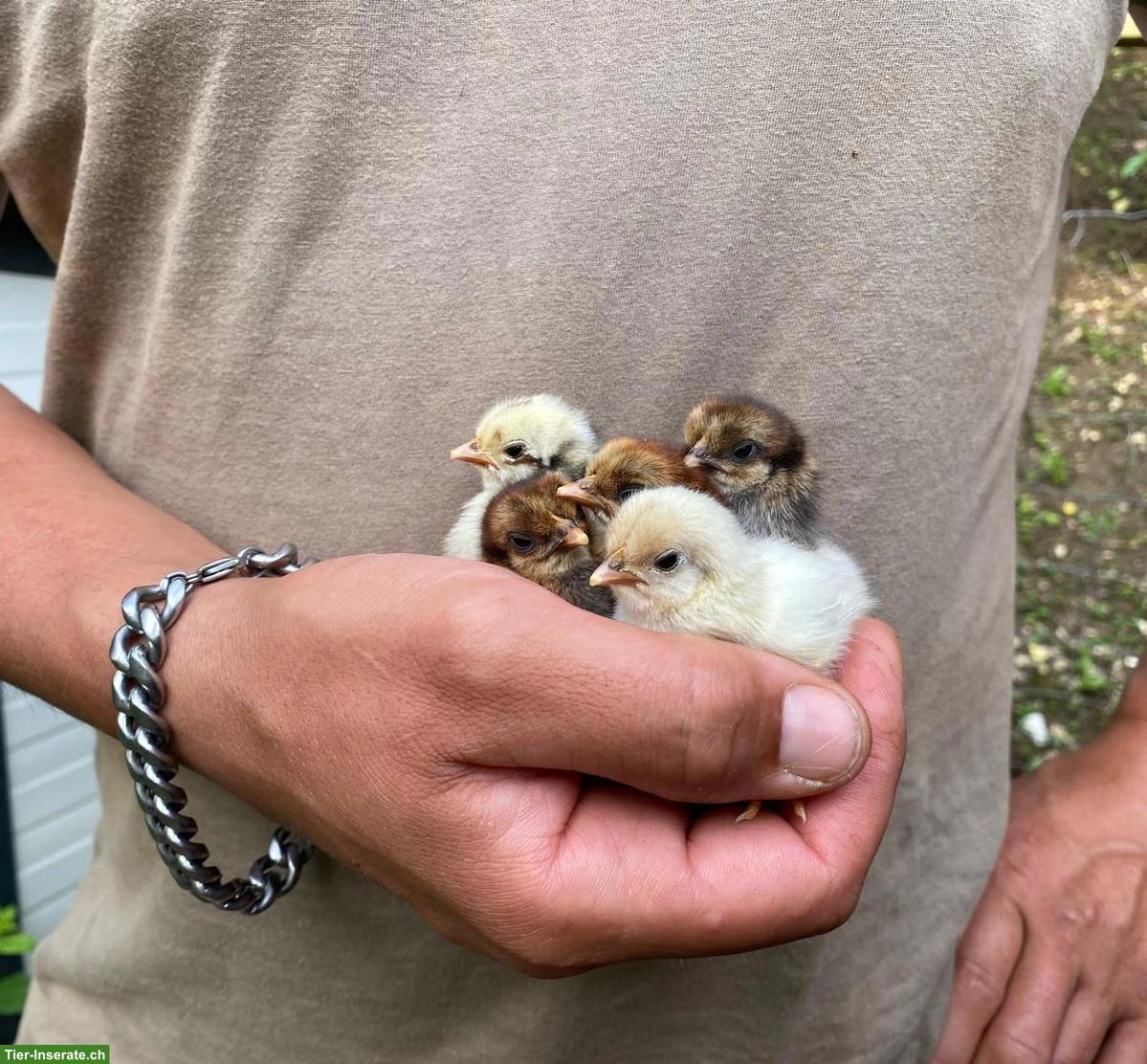 Bild 7: Bruteier von Serama Hühnchen zu verkaufen