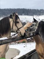 🐎 Suchen Leitung Pferdepension / Stallarbeiter, Kriens LU