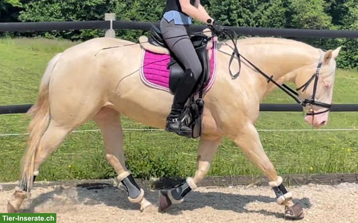 Bild 10: American Quarter-Horse Stute für Sport und Freizeit