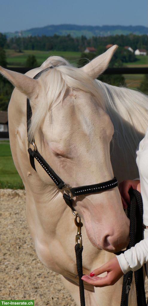 Bild 2: American Quarter-Horse Stute für Sport und Freizeit