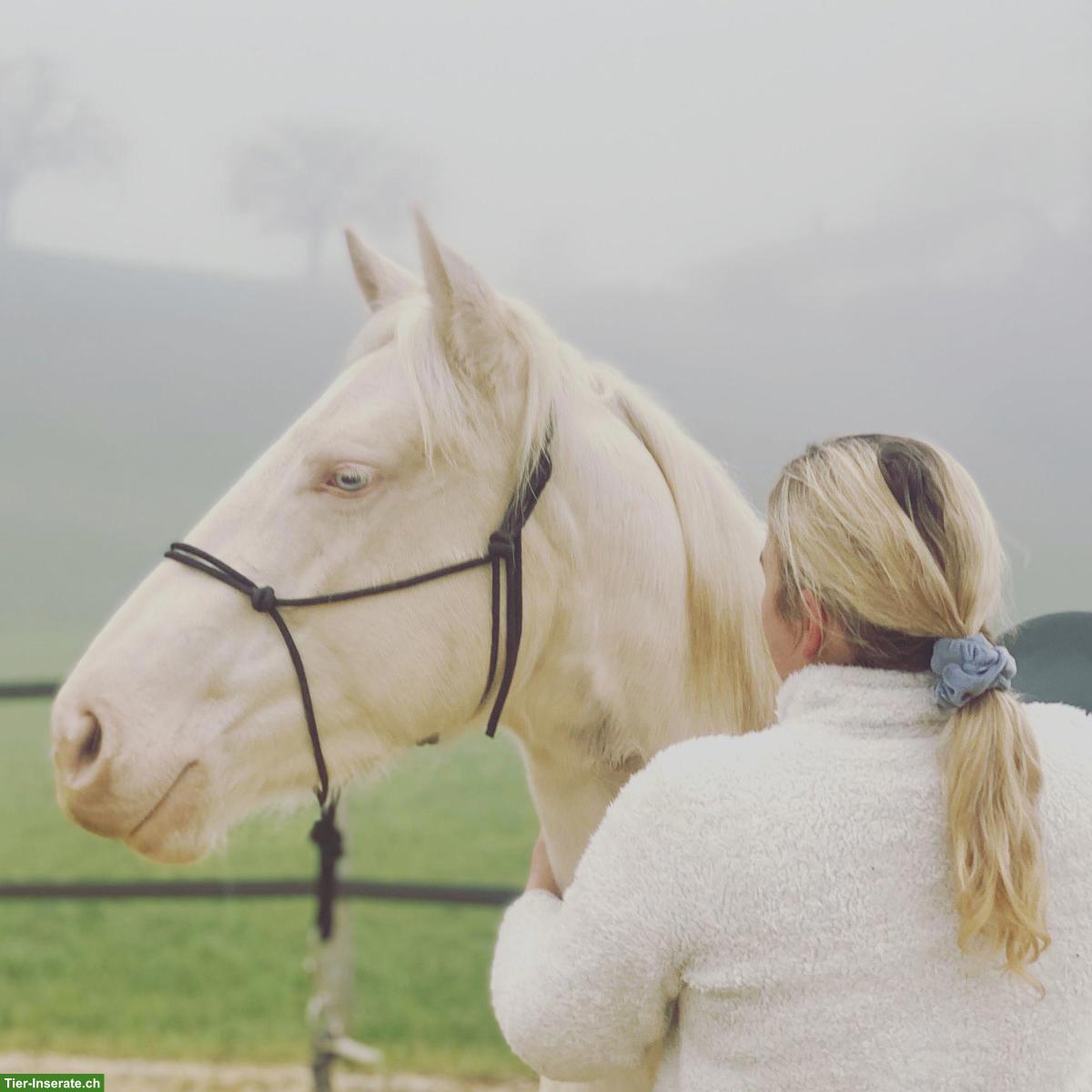 Bild 3: American Quarter-Horse Stute für Sport und Freizeit