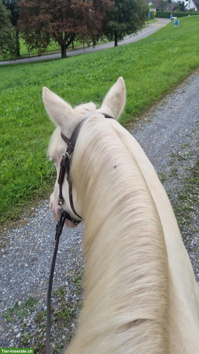 Bild 5: American Quarter-Horse Stute für Sport und Freizeit