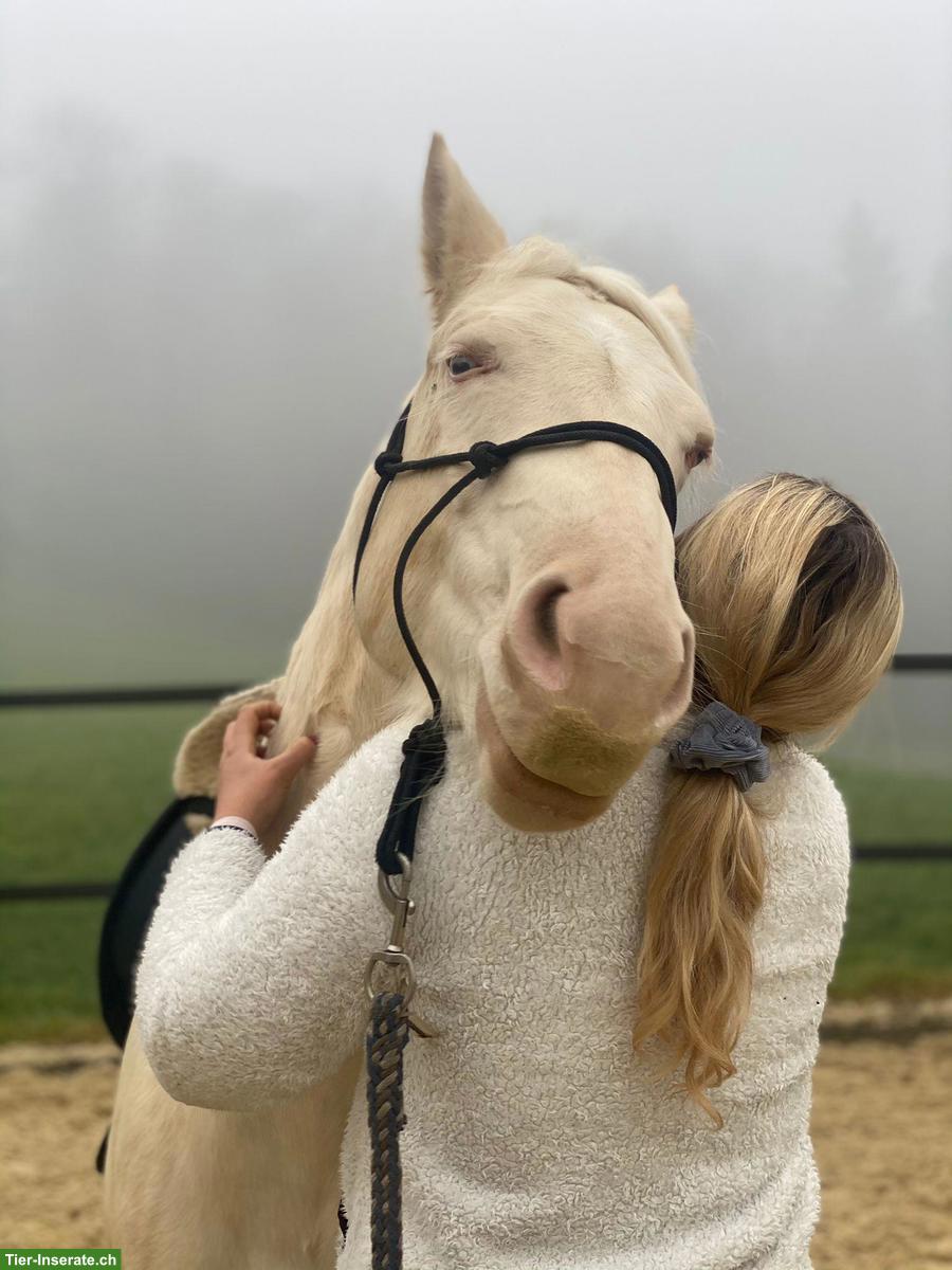 Bild 6: American Quarter-Horse Stute für Sport und Freizeit