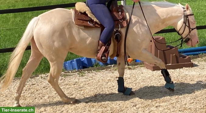 Bild 8: American Quarter-Horse Stute für Sport und Freizeit