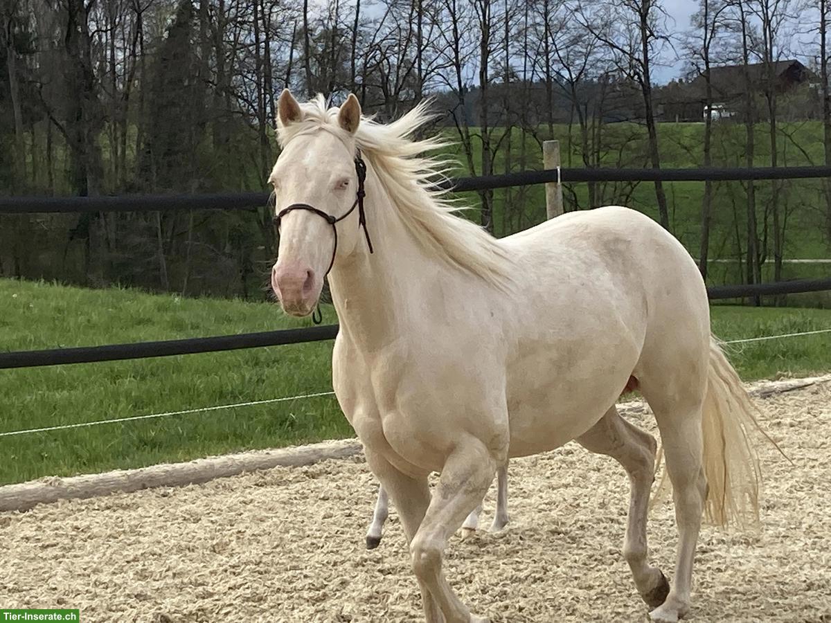 Bild 9: American Quarter-Horse Stute für Sport und Freizeit