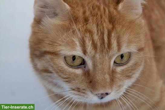 Gesucht Wohnungskatze ab 5 Jahre