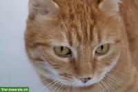 Gesucht Wohnungskatze ab 5 Jahre