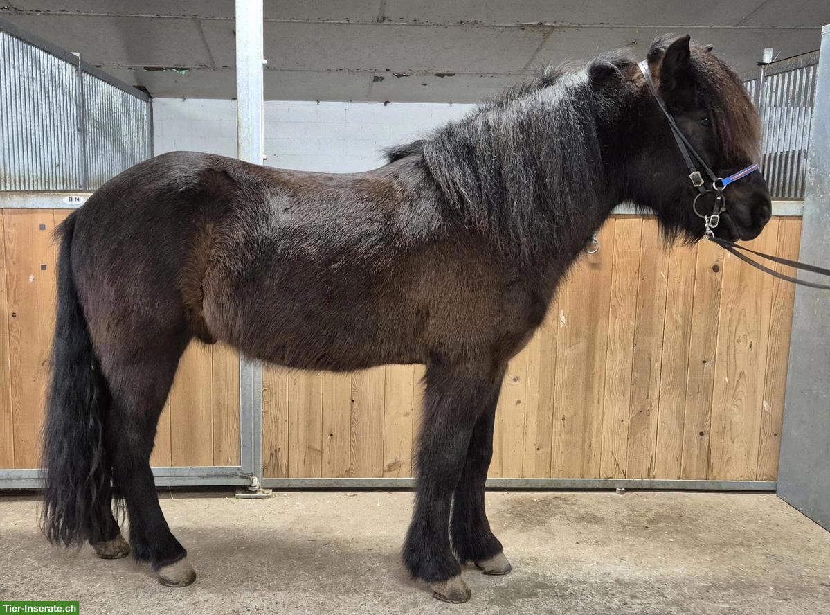 Islandpferd Wallach, talentiertes Freizeitpony