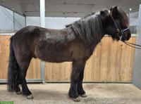 Islandpferd Wallach, talentiertes Freizeitpony