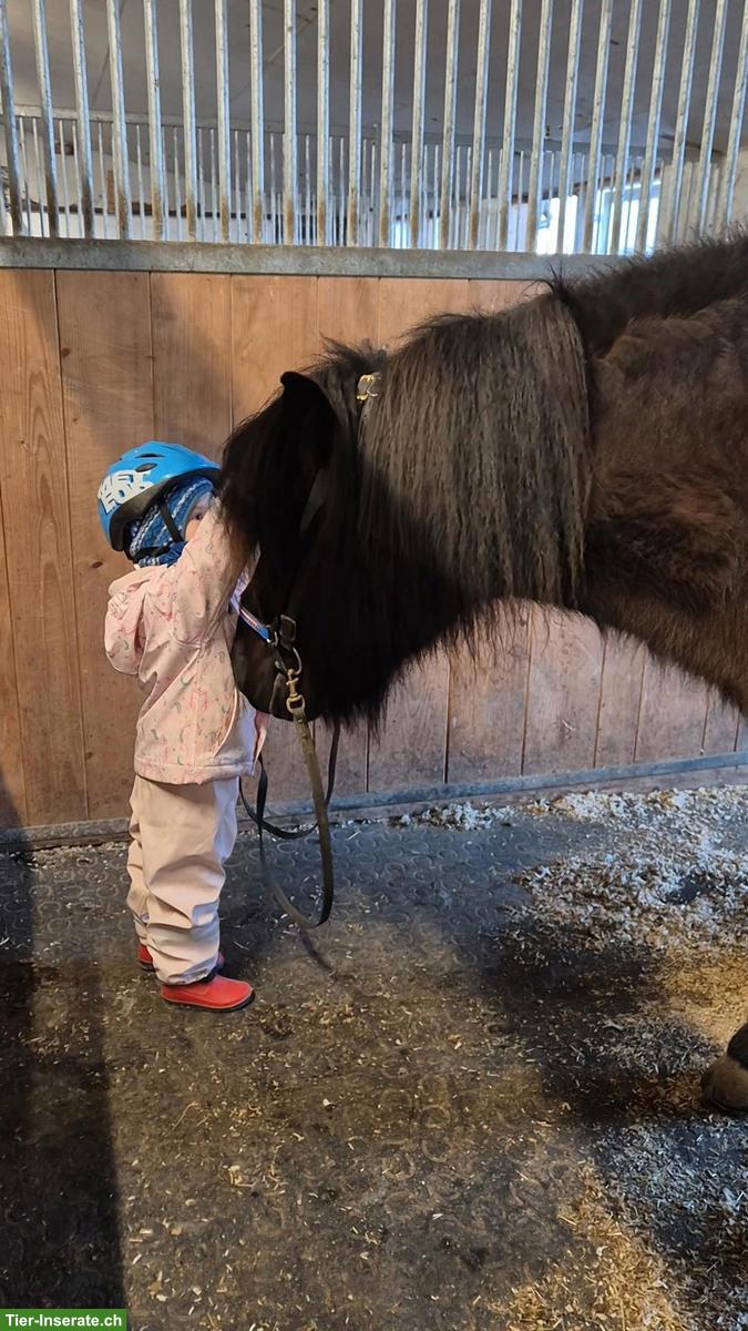 Bild 2: Islandpferd Wallach, talentiertes Freizeitpony