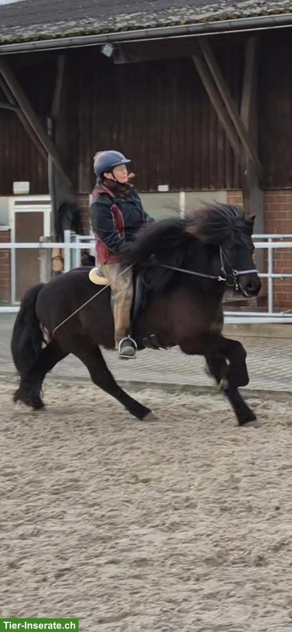 Bild 4: Islandpferd Wallach, talentiertes Freizeitpony