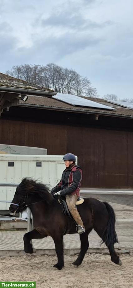 Bild 5: Islandpferd Wallach, talentiertes Freizeitpony