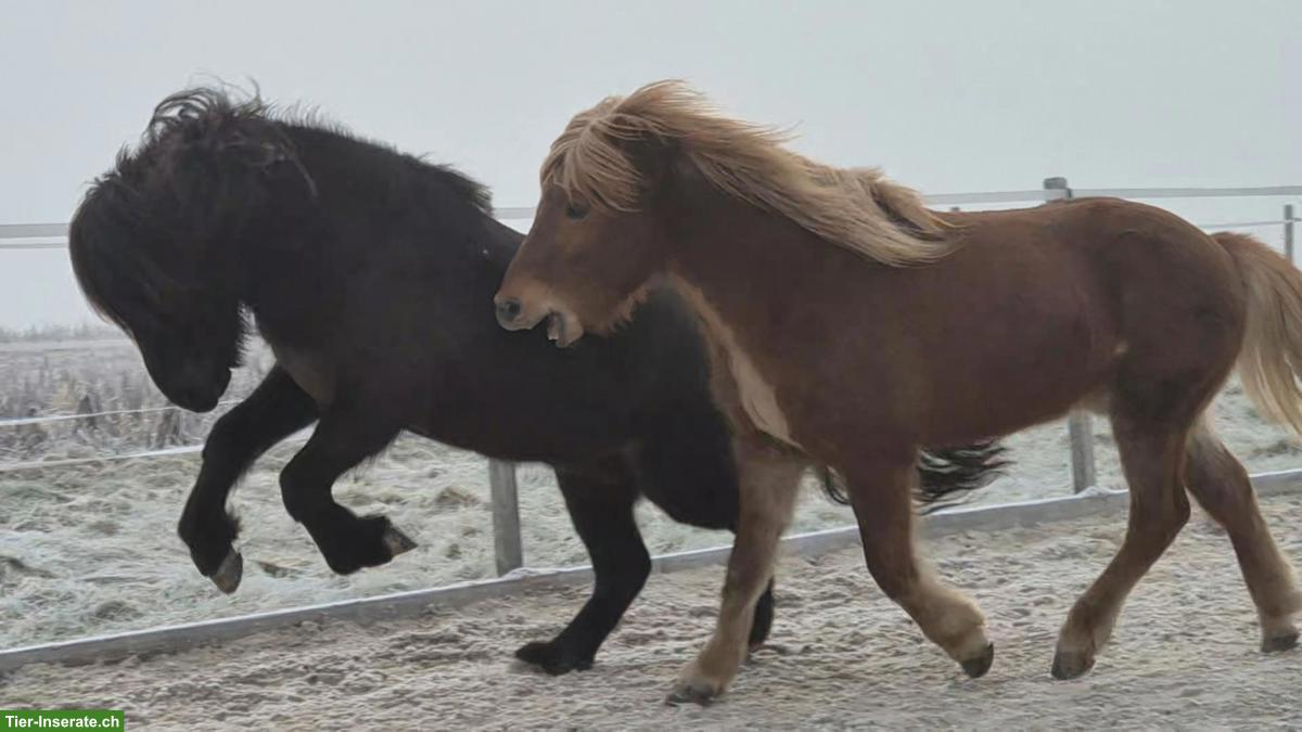 Bild 7: Islandpferd Wallach, talentiertes Freizeitpony