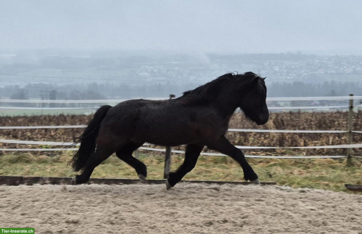 Bild 8: Islandpferd Wallach, talentiertes Freizeitpony