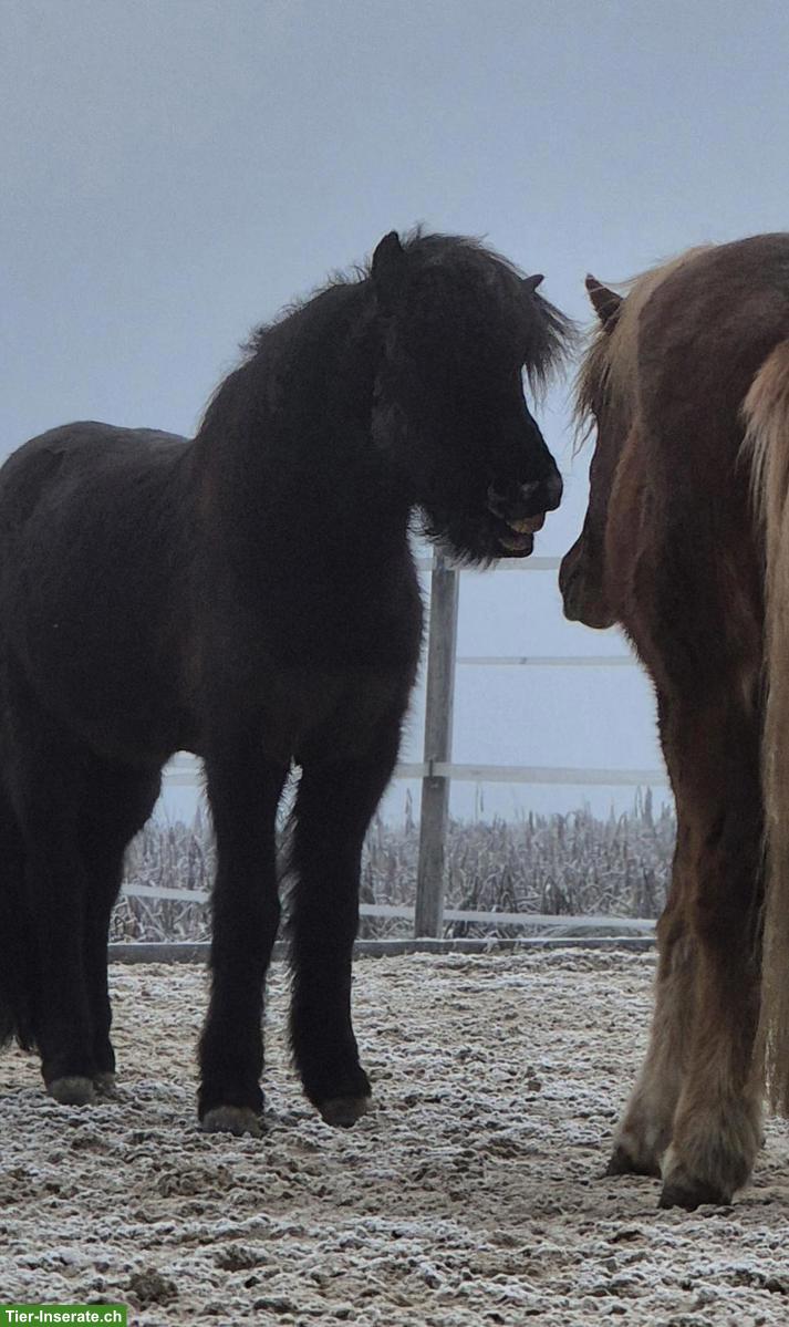 Bild 9: Islandpferd Wallach, talentiertes Freizeitpony