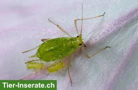 Suche lebende Erbsenblattläuse (Acyrthosiphon pisum) als Futtertiere
