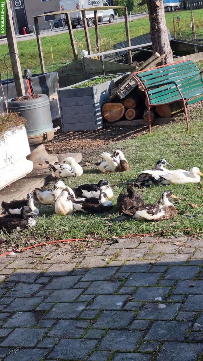 Junge Laufenten gemischtfarbig zu verkaufen