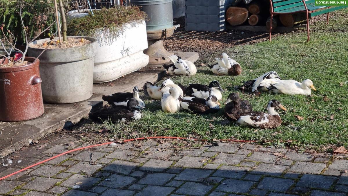 Bild 2: Junge Laufenten gemischtfarbig zu verkaufen