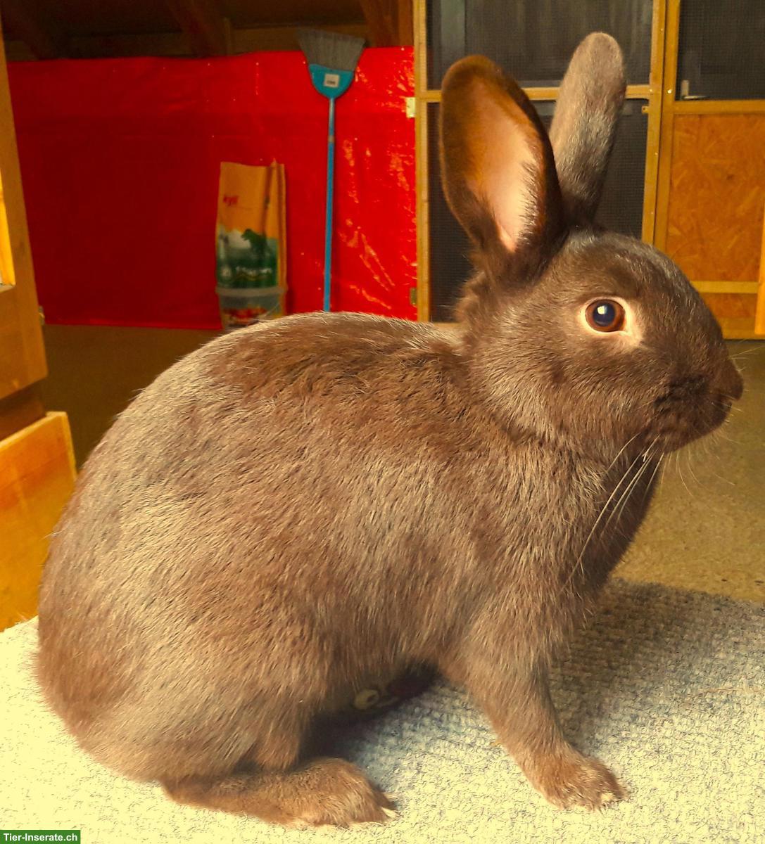 Junges Kaninchen, weiblich, Kleinrasse, zu verkaufen