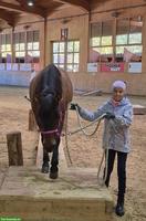 Allround-Ponystute, 13-jährig, tolles Kinderpony