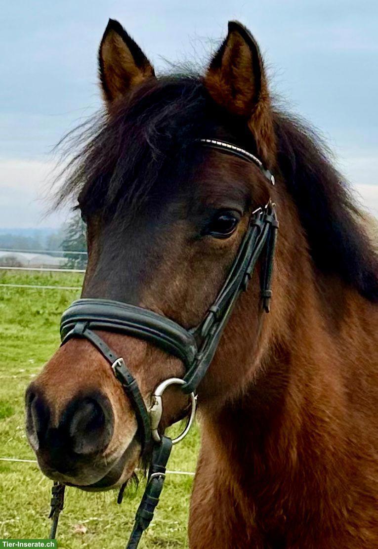 Bild 2: 13-jährige Ponystute sucht liebevolles Zuhause, tolles Kinderpony