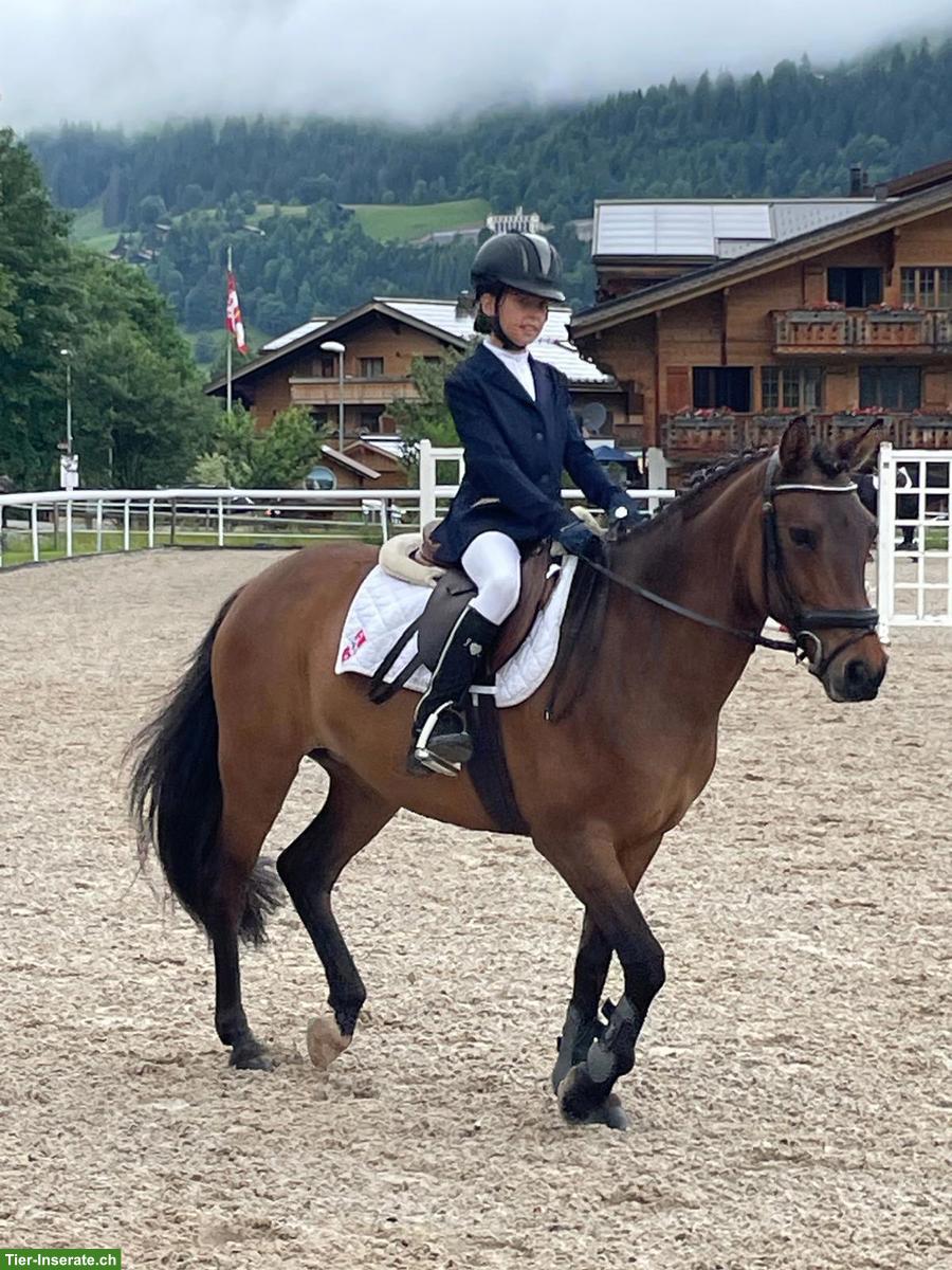 Bild 3: 13-jährige Ponystute sucht liebevolles Zuhause, tolles Kinderpony