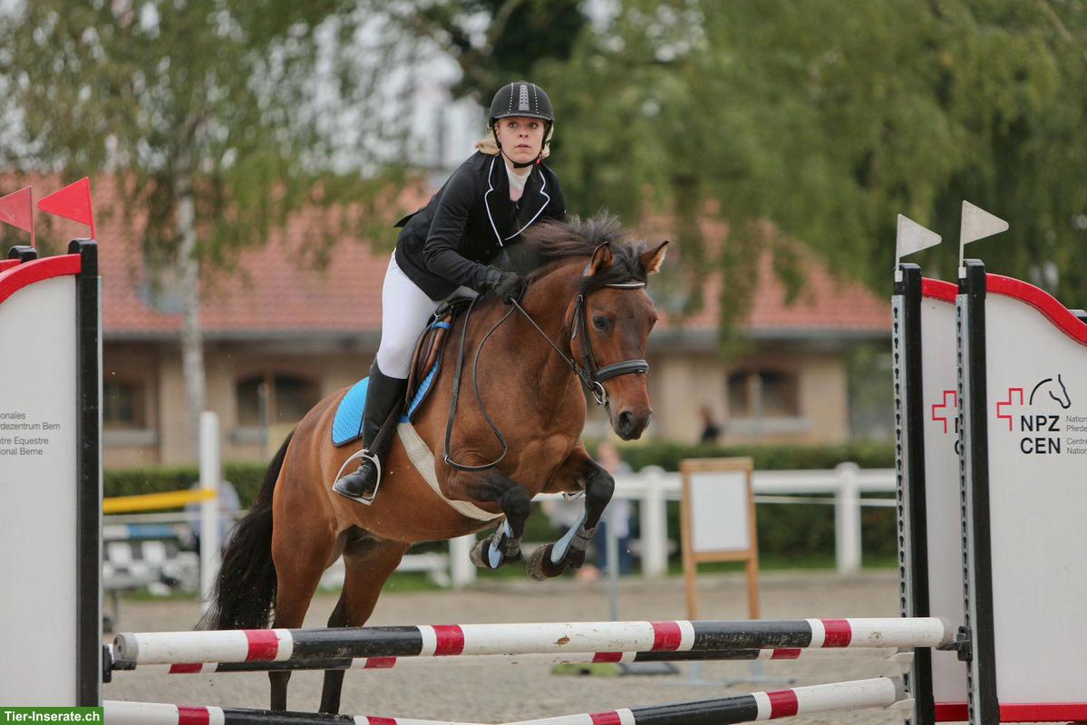 Bild 4: 13-jährige Ponystute sucht liebevolles Zuhause, tolles Kinderpony
