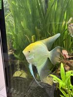 4 XL-Skalar (handflächengross) zu verkaufen