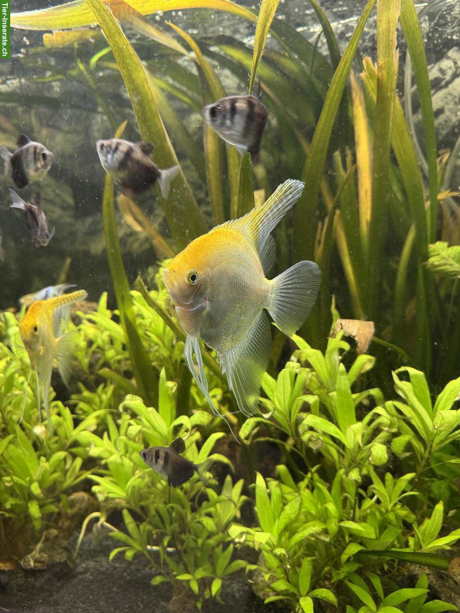 Bild 2: 4 XL-Skalar (handflächengross) zu verkaufen