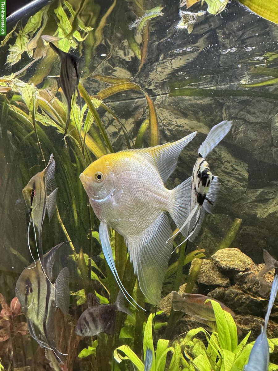 Bild 3: 4 XL-Skalar (handflächengross) zu verkaufen