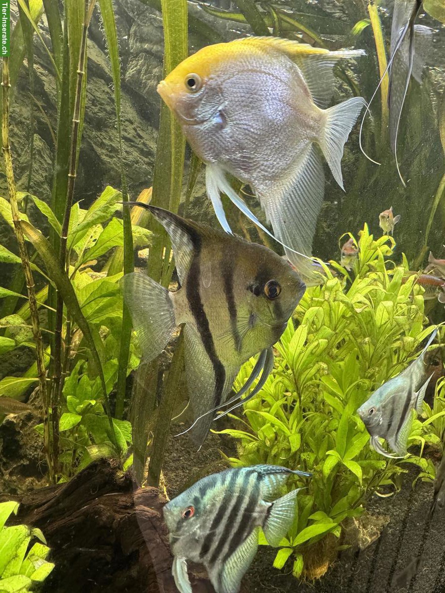 Bild 4: 4 XL-Skalar (handflächengross) zu verkaufen