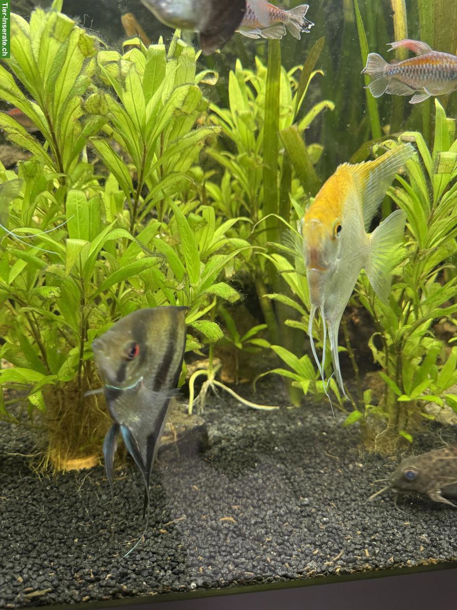 Bild 5: 4 XL-Skalar (handflächengross) zu verkaufen