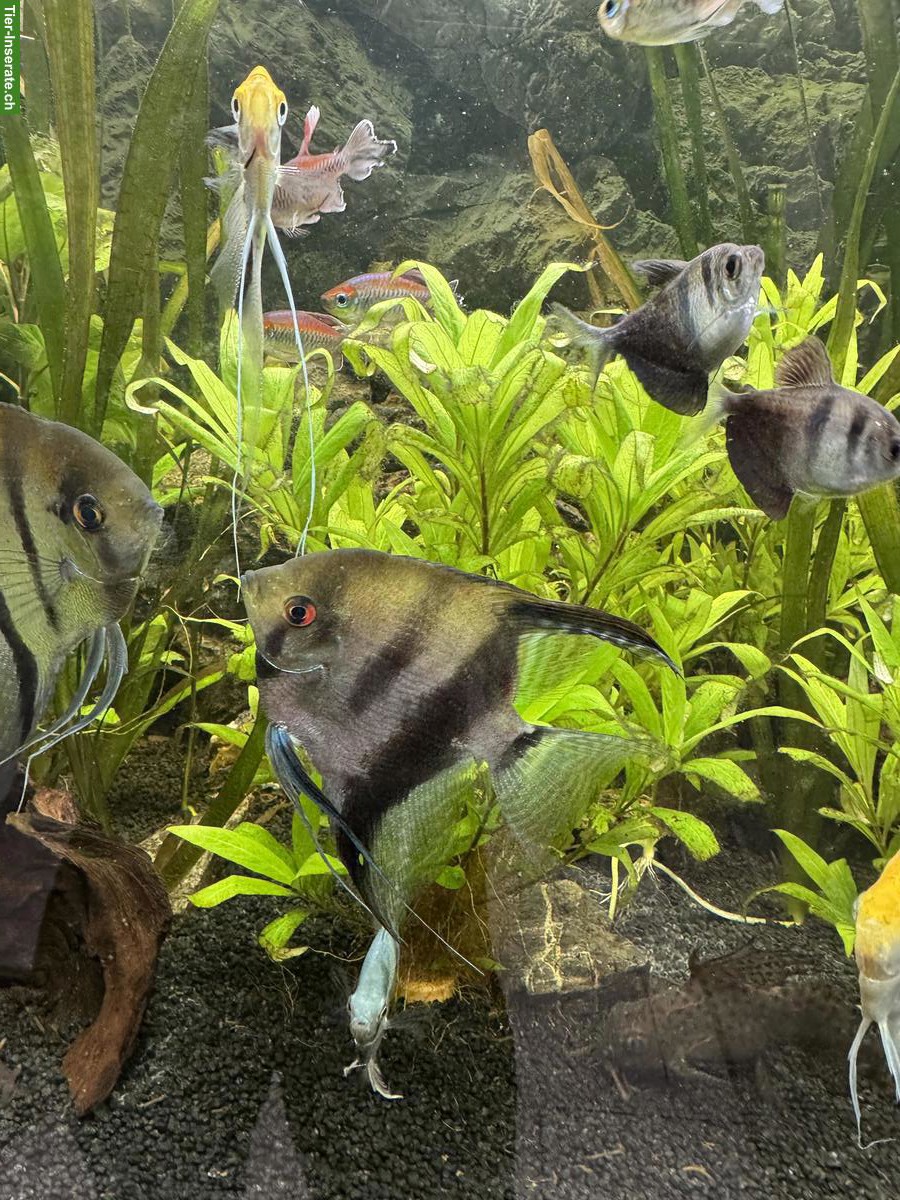 Bild 6: 4 XL-Skalar (handflächengross) zu verkaufen