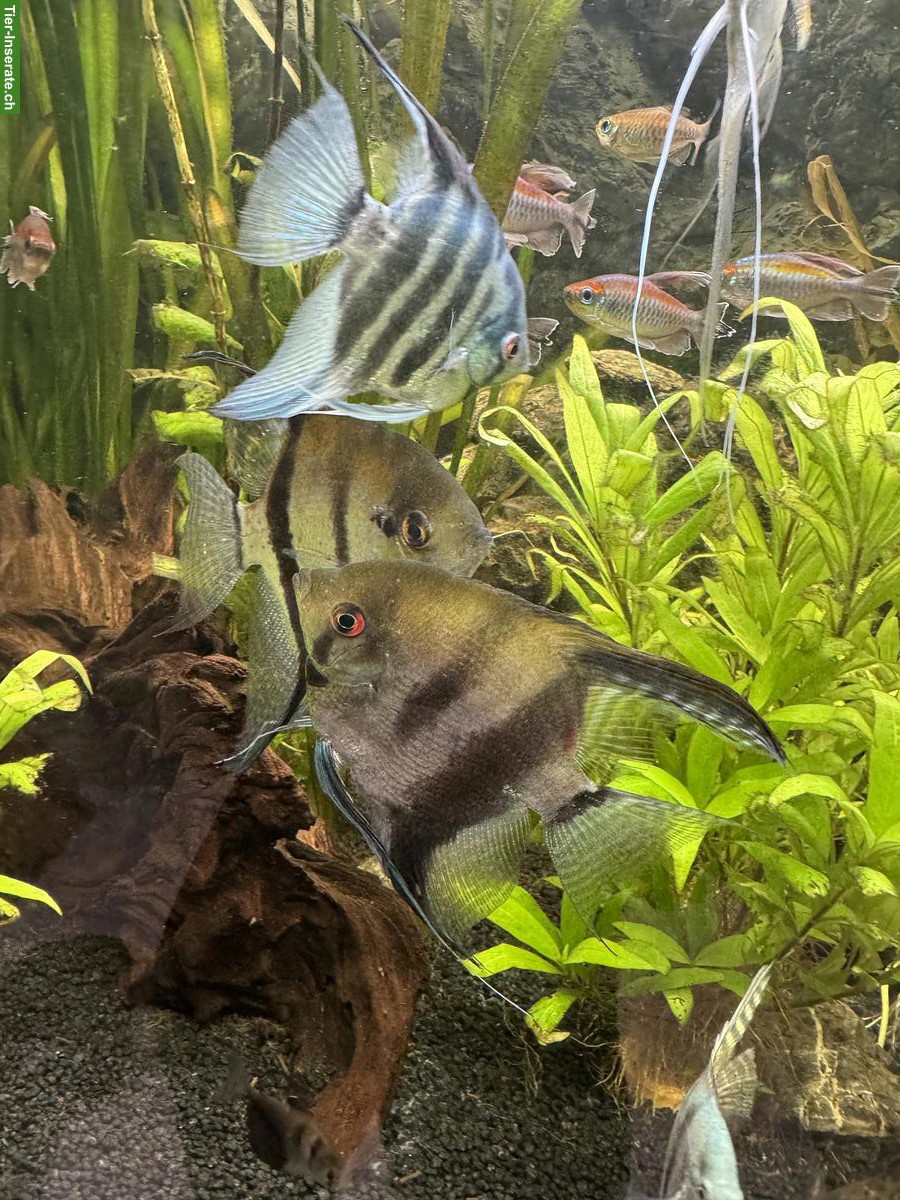 Bild 7: 4 XL-Skalar (handflächengross) zu verkaufen