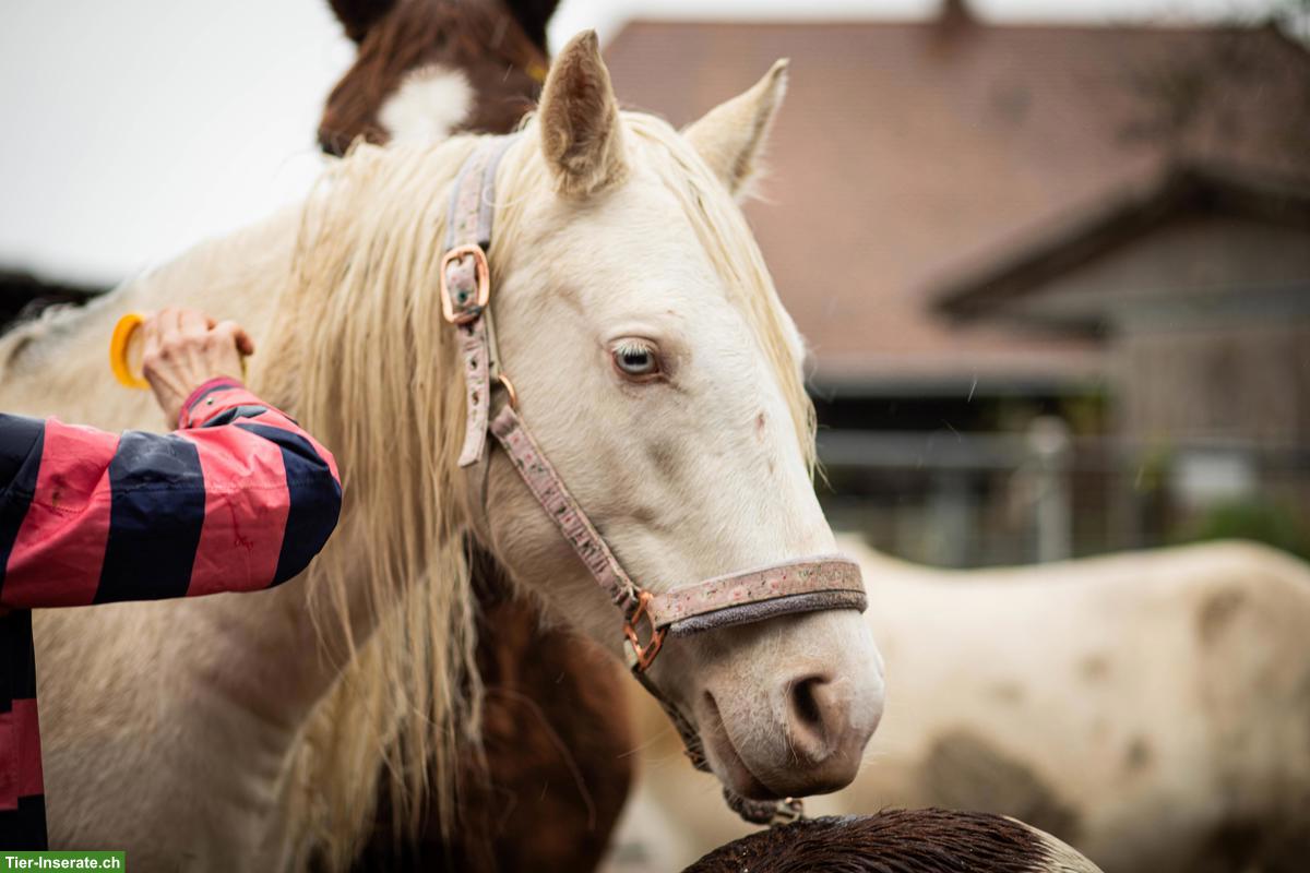 Charakterstarker Pony-Wallach sucht Platz ans Futter