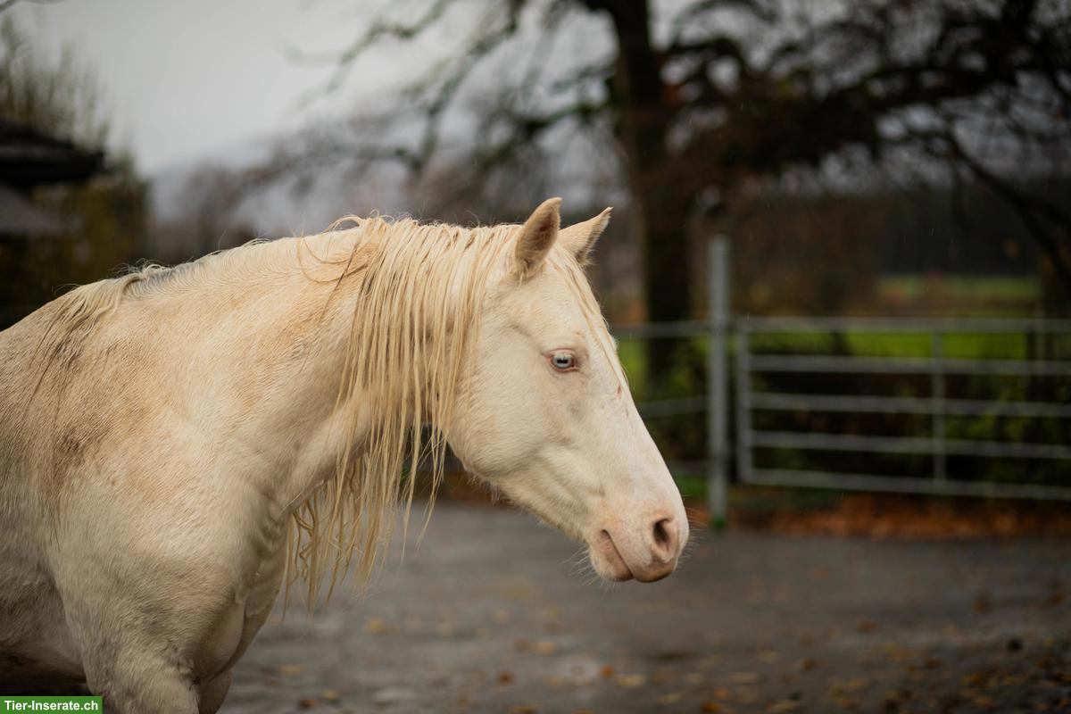 Bild 2: Charakterstarker Pony-Wallach sucht Platz ans Futter