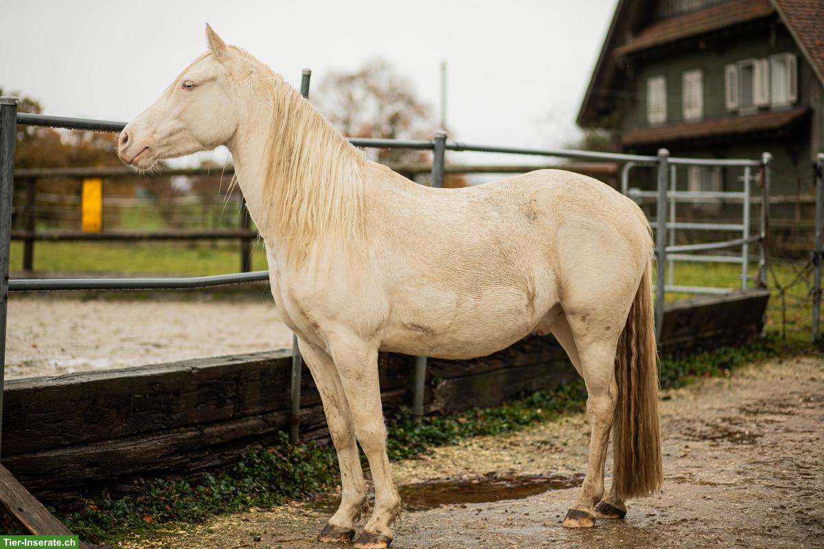 Bild 3: Charakterstarker Pony-Wallach sucht Platz ans Futter