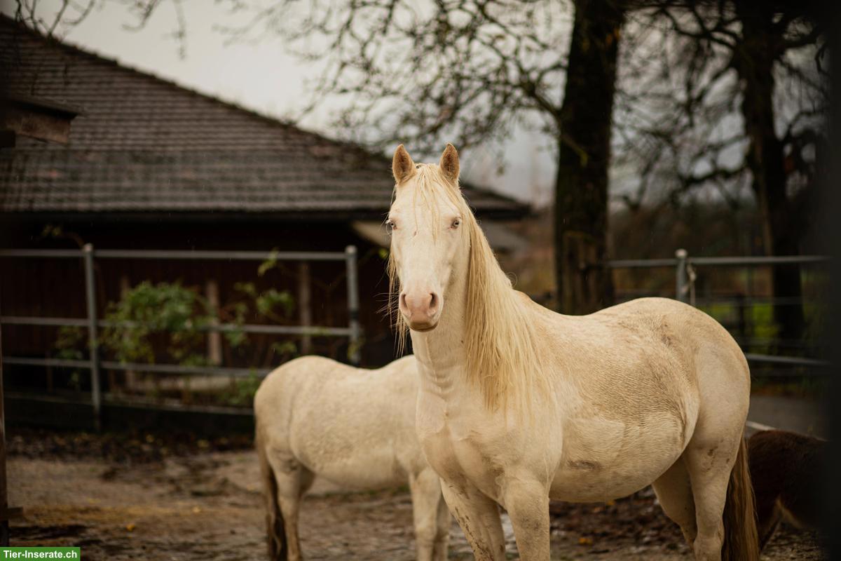 Bild 4: Charakterstarker Pony-Wallach sucht Platz ans Futter