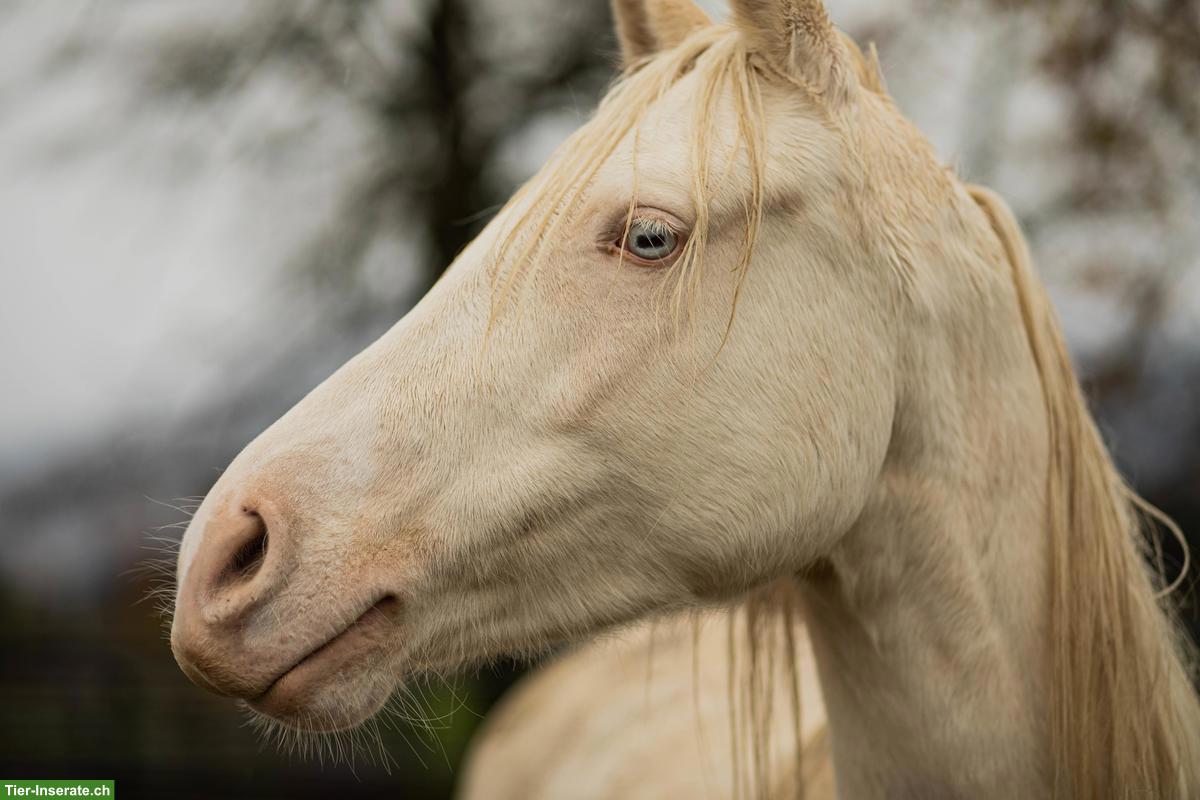 Bild 5: Charakterstarker Pony-Wallach sucht Platz ans Futter