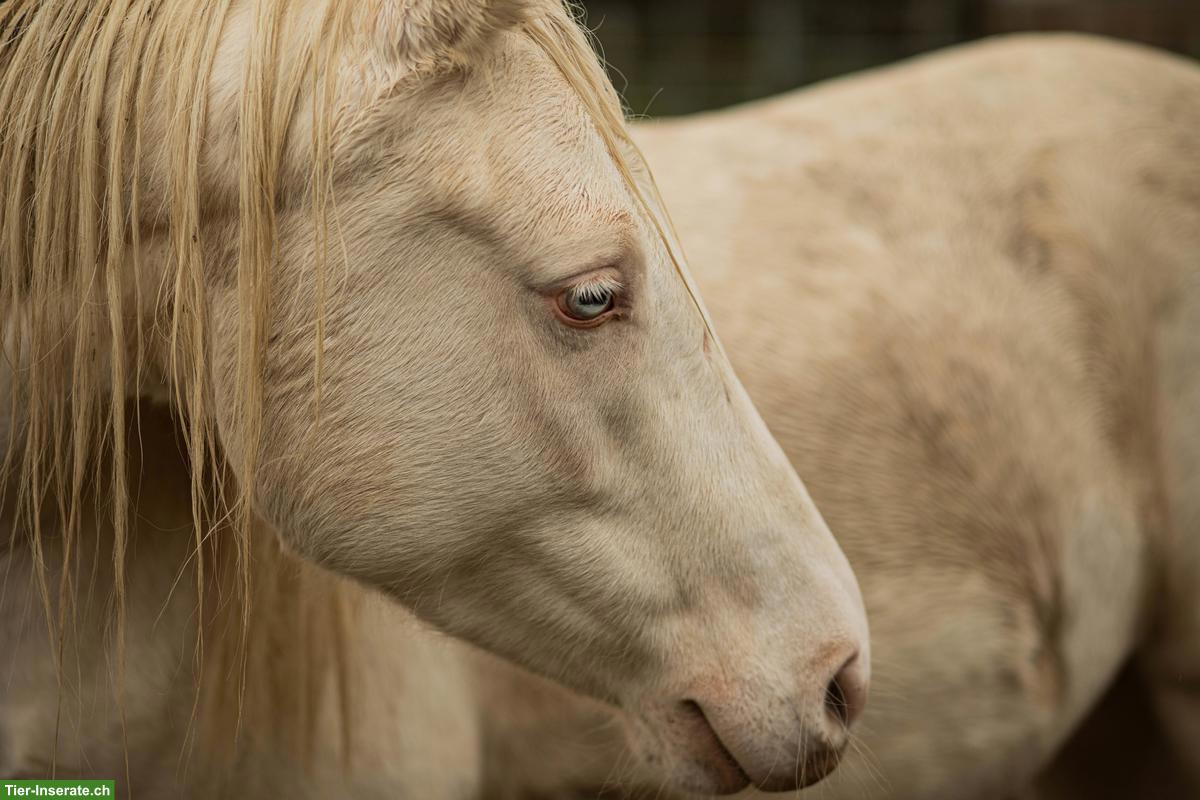 Bild 6: Charakterstarker Pony-Wallach sucht Platz ans Futter
