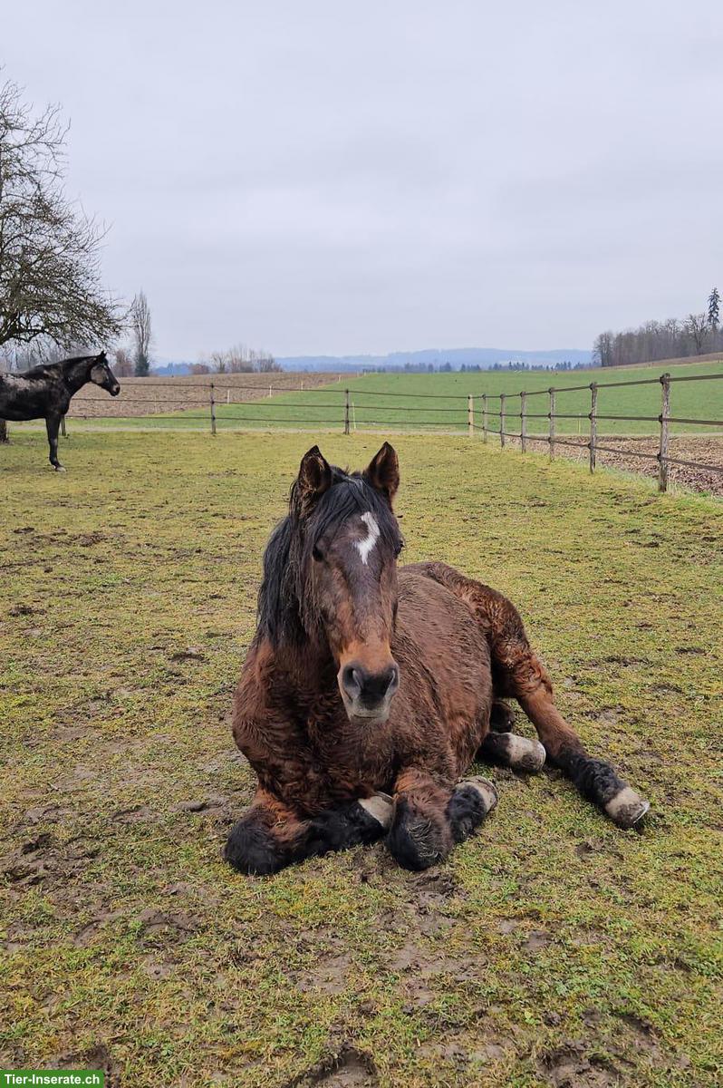 Lieber Lusitano Wallach sucht einen Lebensplatz