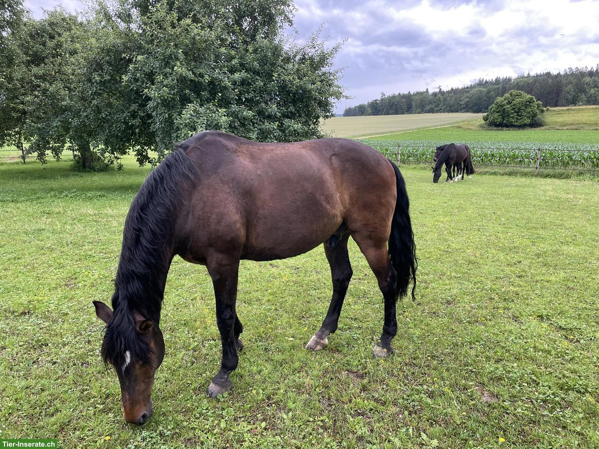 Bild 2: Lieber Lusitano Wallach sucht einen Lebensplatz