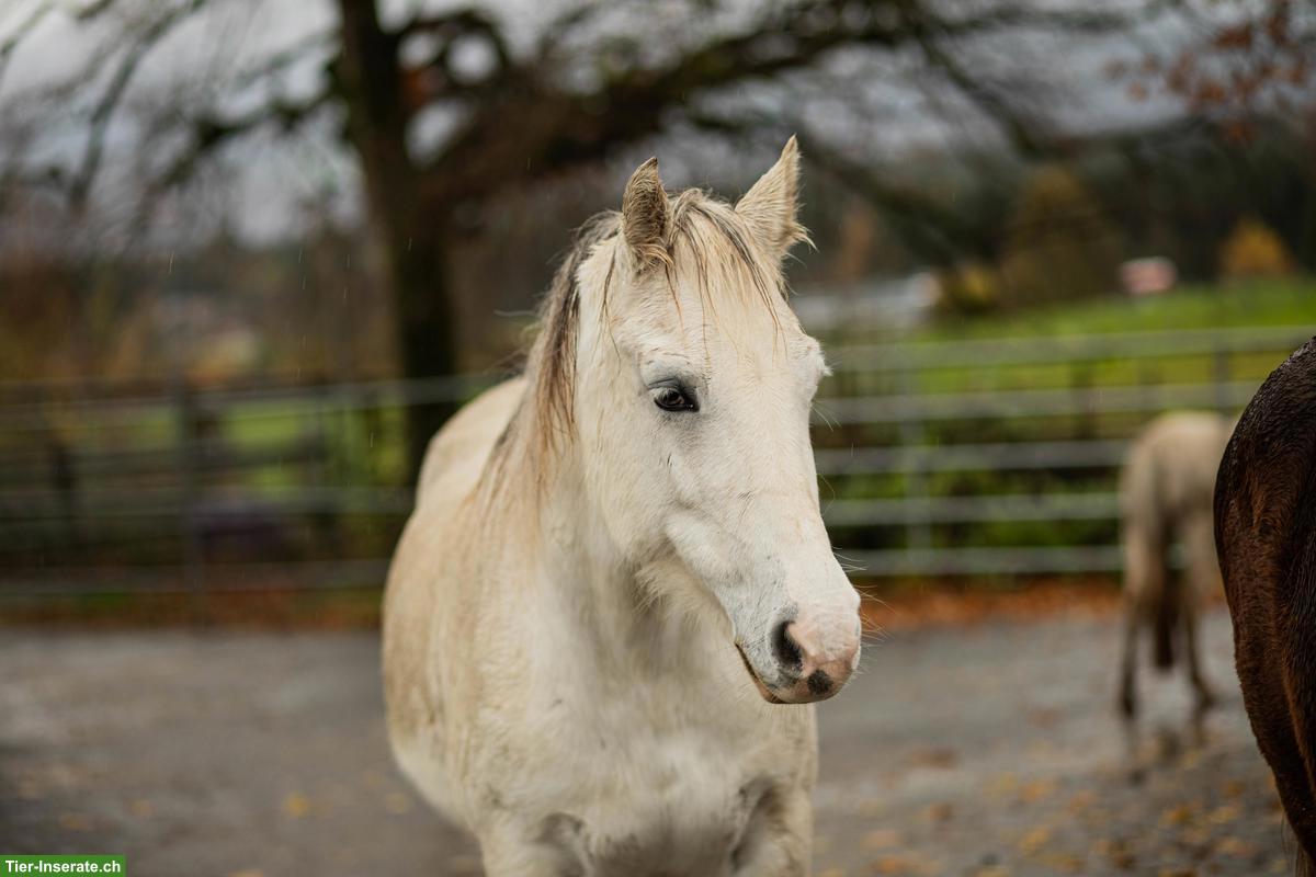 Bild 3: Welsh Pony Ruby, sensibles Beistellpony sucht Lebensplatz