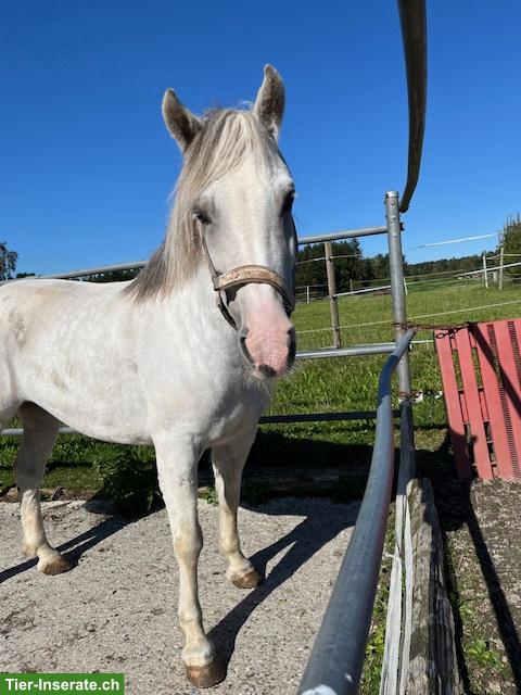 Bild 4: Welsh Pony Ruby, sensibles Beistellpony sucht Lebensplatz