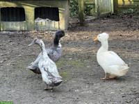 Laufenten-Mix, Enten und Erpel